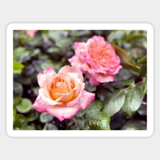 Pink Roses in Spring Magnet